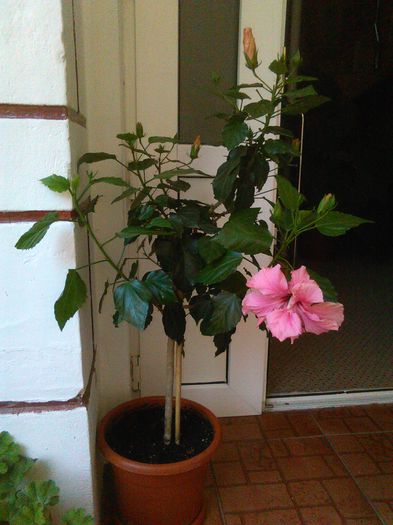 Classic Pink - Hibiscusi 2015