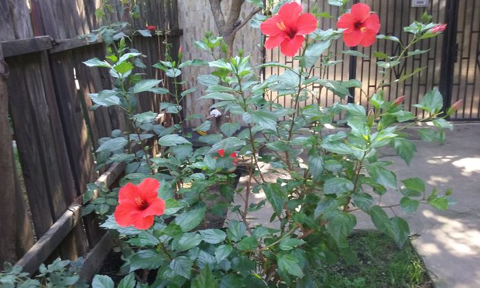 20150831_112144 - Hibiscus Cairo Red