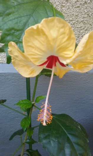 20150831_111815 - Hibi Sylvia Goodman