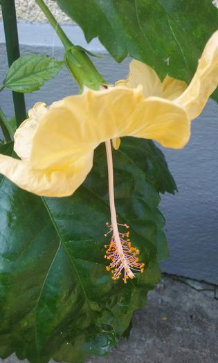 20150831_111822 - Hibi Sylvia Goodman