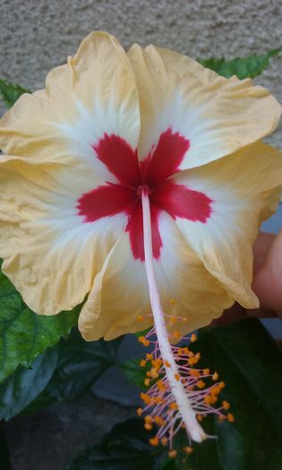 20150831_111830 - Hibi Sylvia Goodman