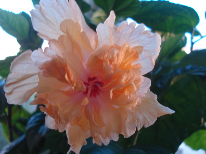 DSC03355 - HIBISCUS 2015