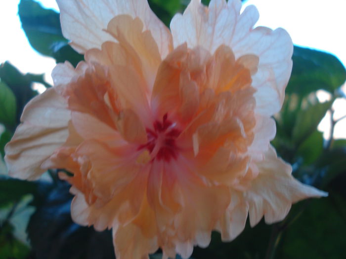 DSC03356 - HIBISCUS 2015