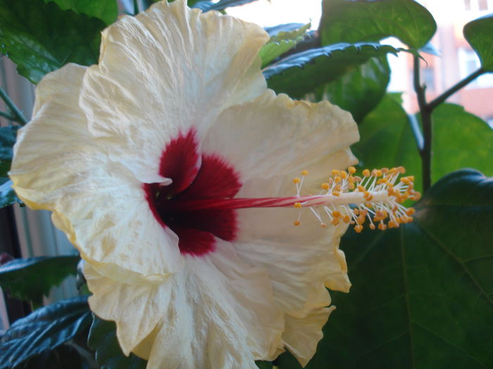 DSC03359 - HIBISCUS 2015