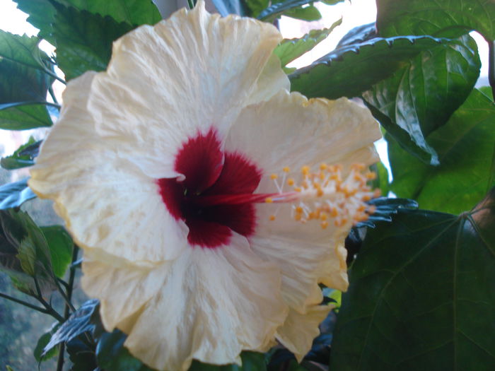 DSC03360 - HIBISCUS 2015