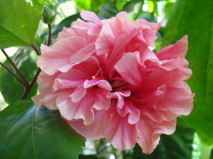 DSC03289 - HIBISCUS 2015