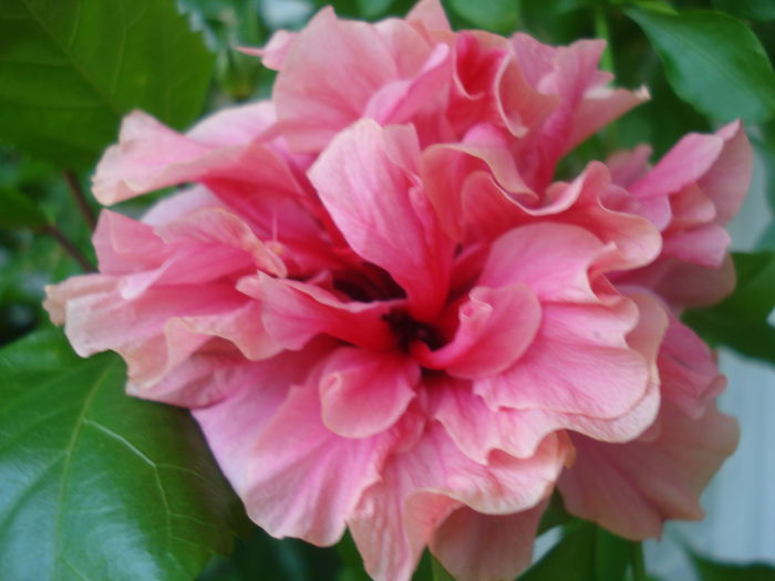 DSC03292 - HIBISCUS 2015