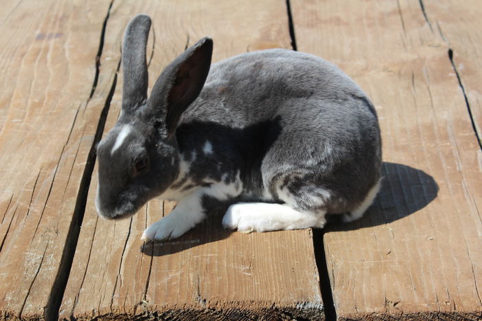 Rex pitic-albastru mantulat F