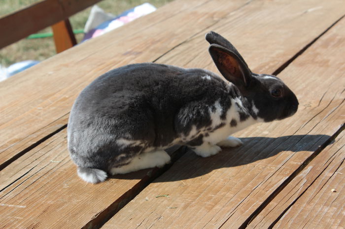 Rex pitic-albastru mantulat F