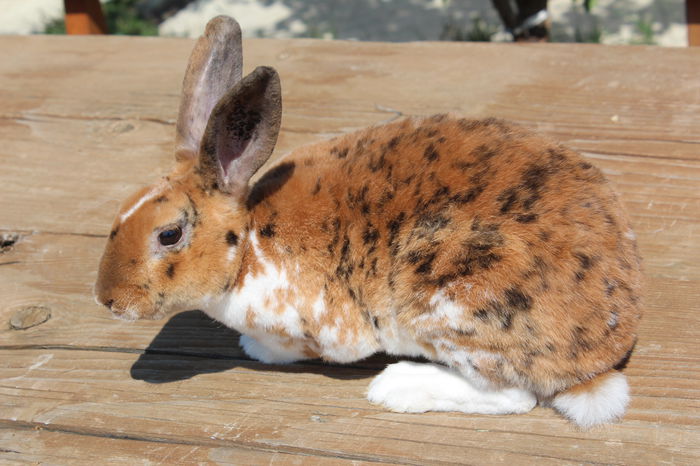 Rex pitic-tricolor M