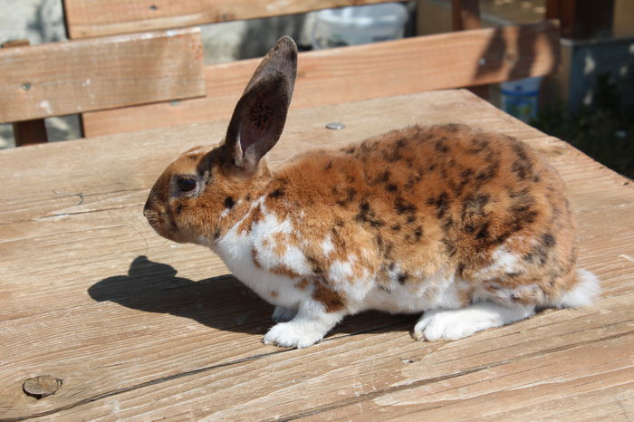 Rex pitic-tricolor M