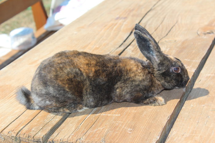 Rex pitic-tricolor M