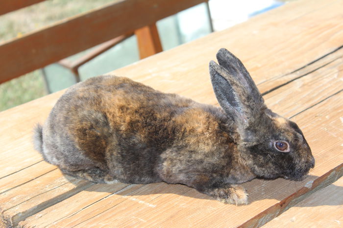 Rex pitic-tricolor M