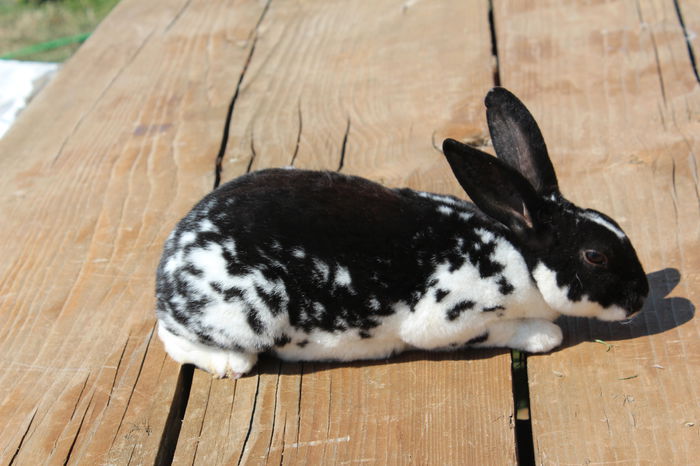 Rex pitic-negru mantulat M