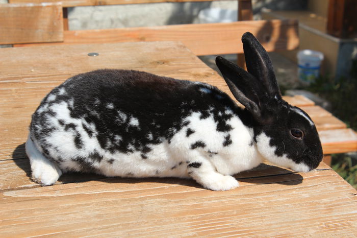 Rex pitic-negru mantulat M