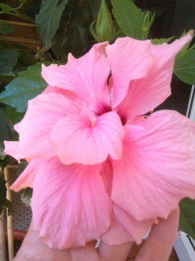 Classic Pink - Hibiscusi 2015