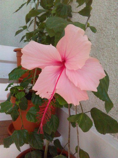 31.08.2015 - Hibiscusi 2015