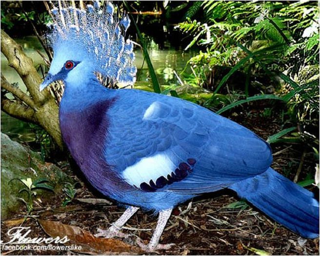 beautiful-blue-crowned-pigeon - Pasari in lume