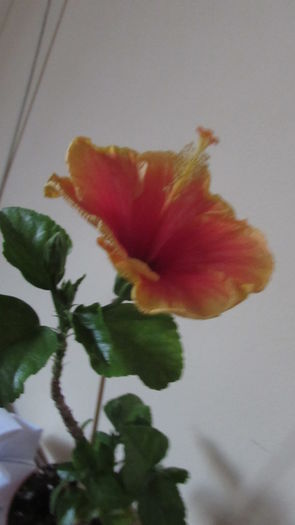 007 - Hibiscusi 2015 1