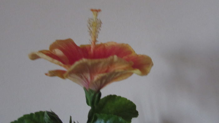 004 - Hibiscusi 2015 1