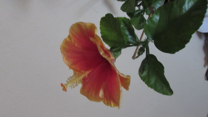 006 - Hibiscusi 2015 1