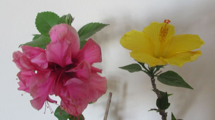 Asia si Starlet - Hibiscusi 2015 1