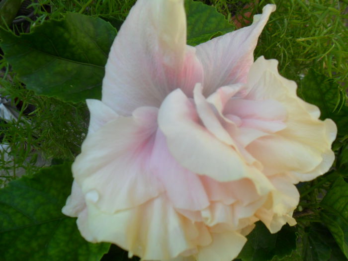 SAM_9247 - hibiscusi 2015-6