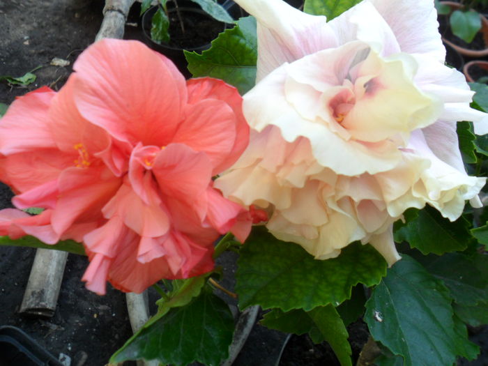 SAM_9259 - hibiscusi 2015-6