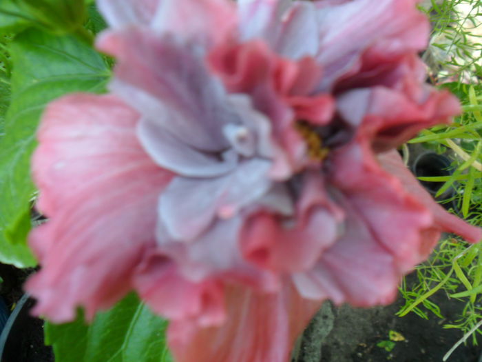 SAM_9280 - hibiscusi 2015-6