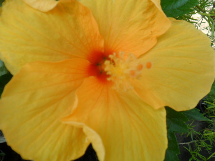 SAM_9295 - hibiscusi 2015-6