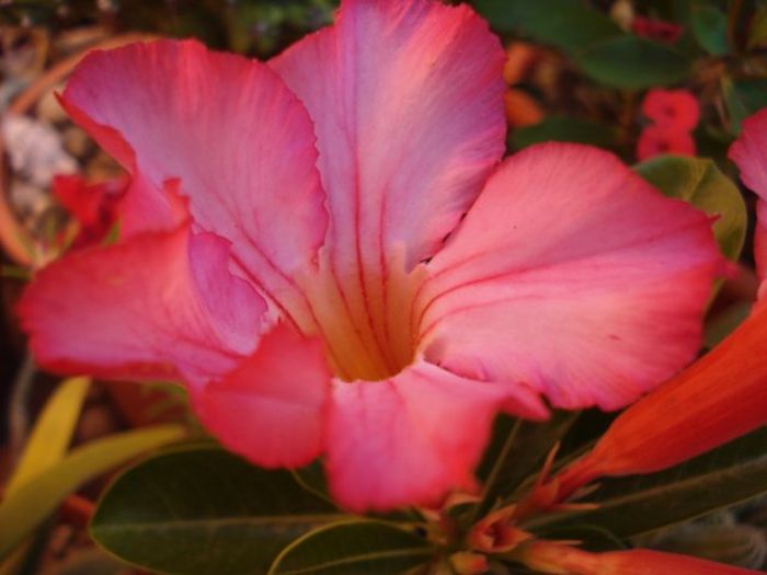 evolutia primului adenium (pierdut iarna) (16) - Adenium obesum