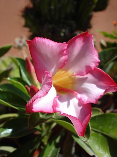 evolutia primului adenium (pierdut iarna) (17) - Adenium obesum