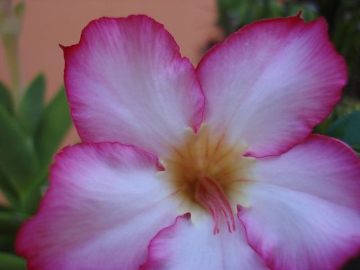 evolutia primului adenium (pierdut iarna) (18) - Adenium obesum