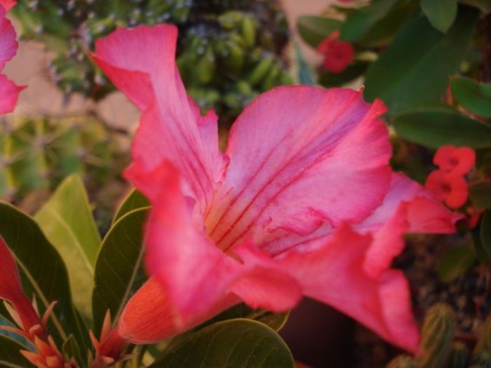 evolutia primului adenium (pierdut iarna) (19) - Adenium obesum