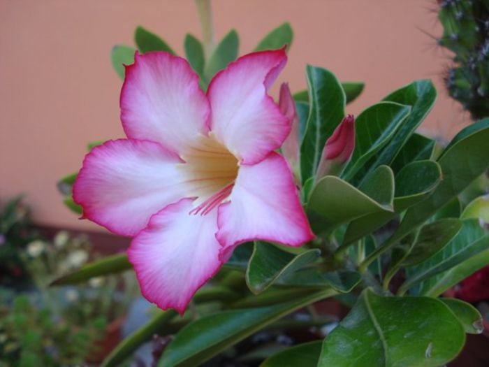 evolutia primului adenium (pierdut iarna) (20) - Adenium obesum