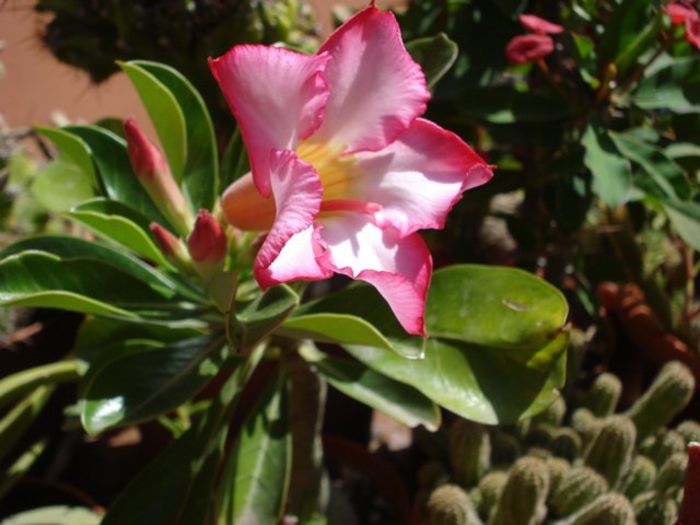 evolutia primului adenium (pierdut iarna) (21) - Adenium obesum