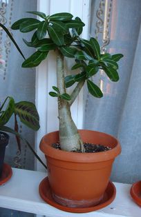 noile minunatii (1) - Adenium obesum