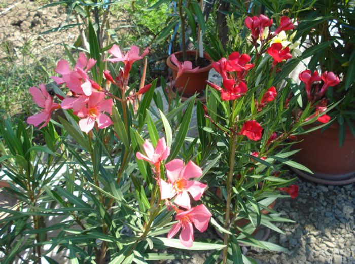 culorile lunii august (4)