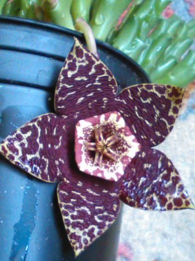 IMG_20150818_151641 - SPECIA Stapelia variegata