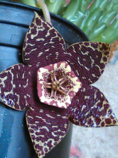 IMG_20150818_151649 - SPECIA Stapelia variegata