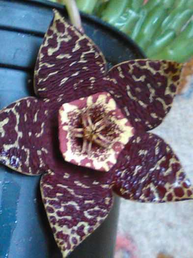 IMG_20150818_151654 - SPECIA Stapelia variegata