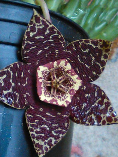 IMG_20150818_151656 - SPECIA Stapelia variegata