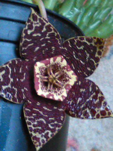 IMG_20150818_151657 - SPECIA Stapelia variegata