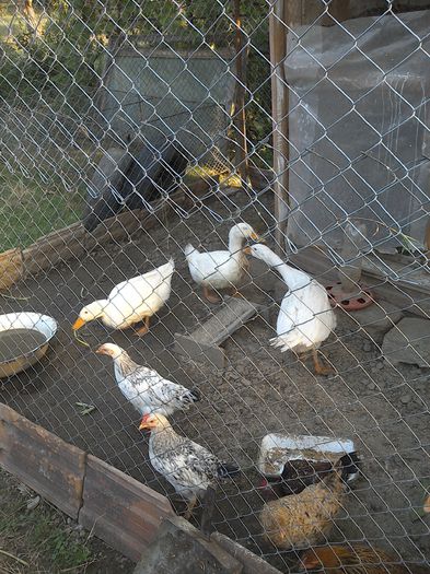 WIN_20150827_060818 - Ratuste si Gaste albe