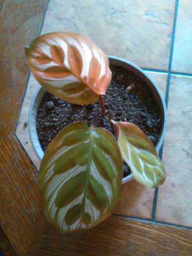 Icalathea makoyana 24.08.2015 - 412 Specia calathea makoyana