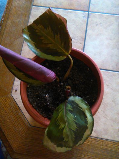 Calathea roseopicta 24.08.2015 - 415 Specia Calathea roseopicta