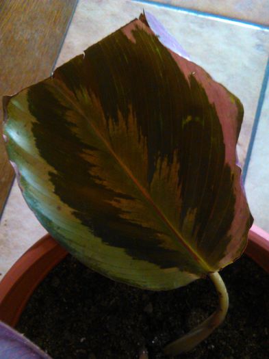 Calathea roseopicta 24.08.2015 - 415 Specia Calathea roseopicta