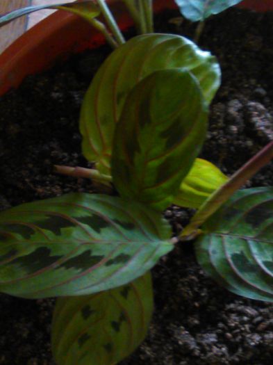 Maranta tricolor 24.08.2015 - 512 Maranta tricolor  Maranta leukoneura erytrophylla