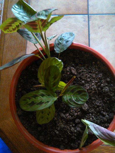 Maranta tricolor 24.08.2015