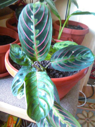 Maranta tricolor 24.08.2015 - 512 Maranta tricolor  Maranta leukoneura erytrophylla